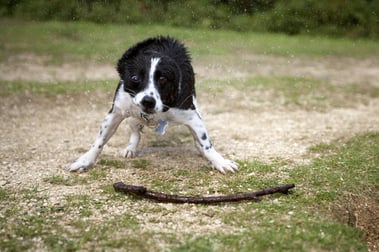 Dog shaking off water from its fur after retrieving a stick from the lake