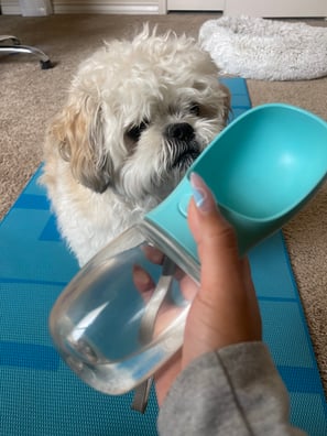 dog and water bottle